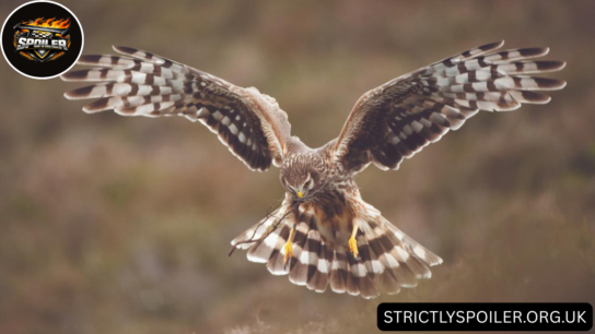 Birds of Prey UK