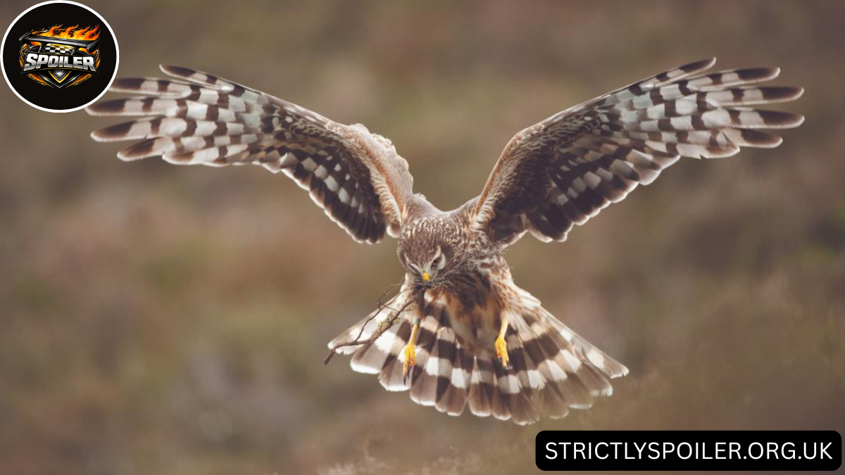 Birds of Prey UK